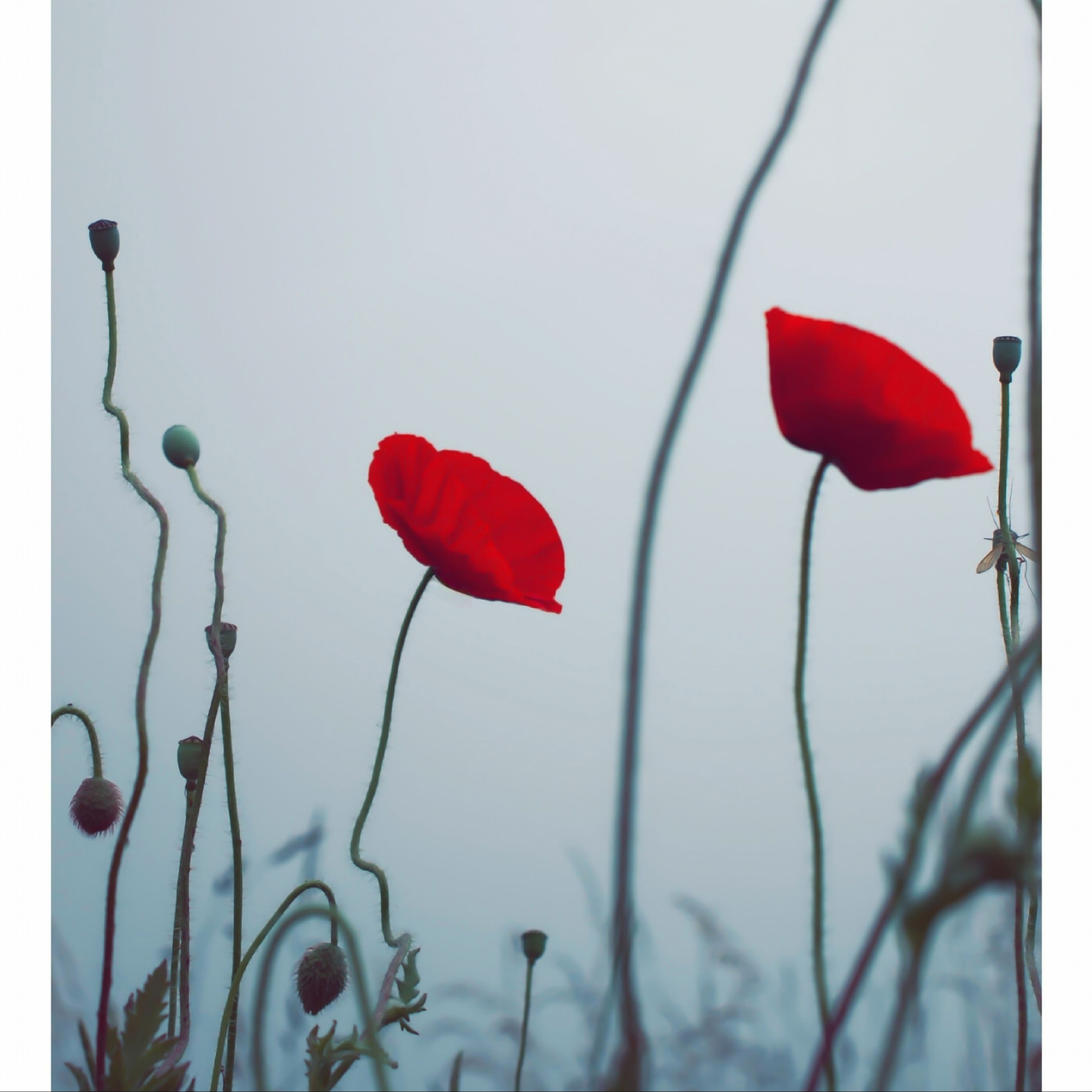 Disappeared Completely - Not With Me cover